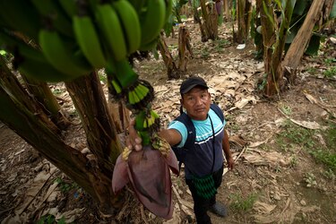 Lo que el gobierno de Panamá le ofreció a Chiquita para reactivar las fincas bananeras en Bocas del Toro
