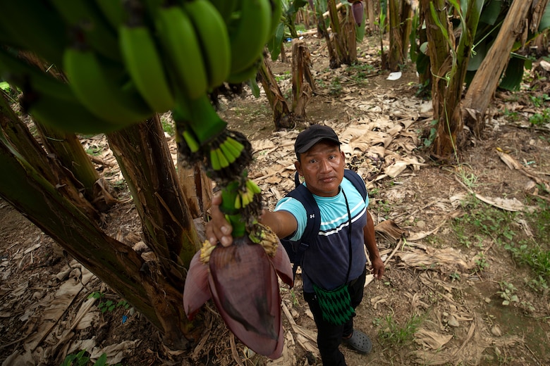 Lo que el gobierno de Panamá le ofreció a Chiquita para reactivar las fincas bananeras en Bocas del Toro