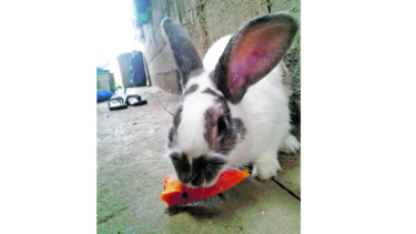 Tito Rabit