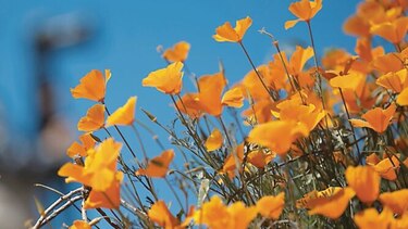 Espectáculo de amapolas