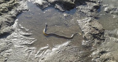 Avistan dos especies marinas peligrosas para los bañistas