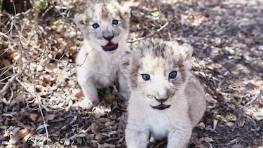 Nacen leones por la vía de inseminación artificial