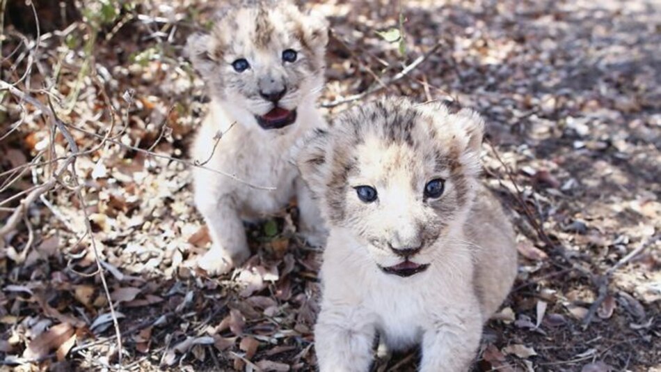Nacen leones por la vía de inseminación artificial