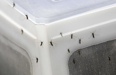 Alerta por cifras de malaria, dengue y chikungunya en el país