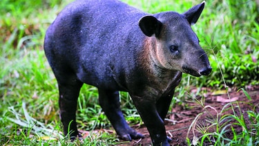 Para salvar el tapir en Nicaragua