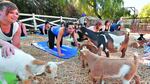 Yoga con cabras, la última moda