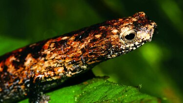 Por la conservación de los anfibios