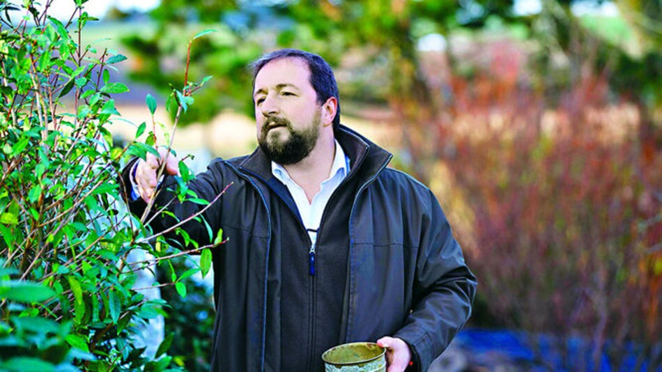 Un té de las cimas de Escocia