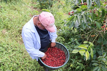 Las manos indígenas que impulsan el café panameño: tradición y una oportunidad de vida
