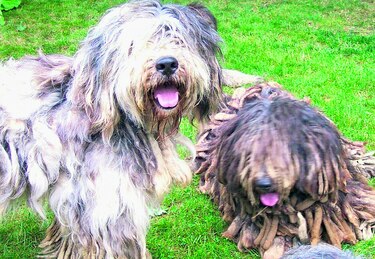 Asociación aprueba nuevas razas perrunas