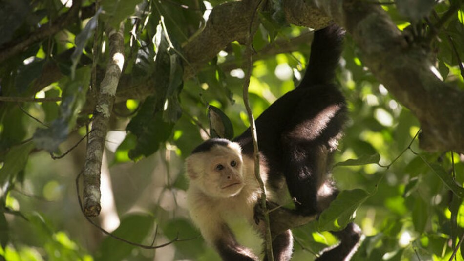 Hallan fósiles del primer mono de América del Norte