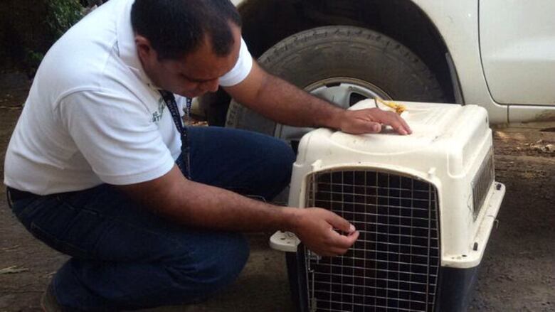 Rescatan ejemplar de mono araña; estaba en un circo