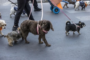 Compañía de cría de perros acepta multa de $35 millones en Estados Unidos por maltrato