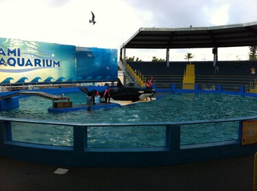 La orca Lolita volverá a las aguas que la vieron nacer cinco décadas después