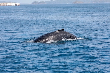 A la espera de las ballenas: un encuentro con la naturaleza en el Pacífico panameño