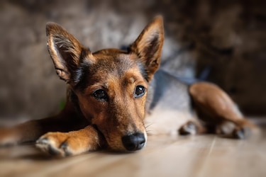 Minsa aclara que el distemper canino no se transmite a humanos y recomienda vacunación