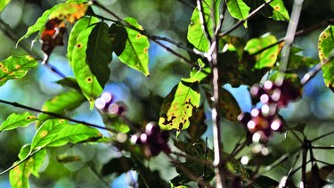 Nicaragua aumenta envíos de café