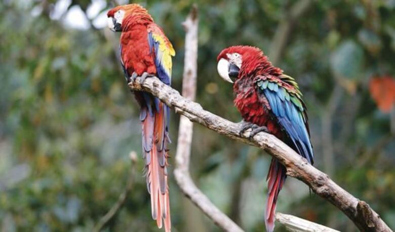 Parque combate tráfico ilegal de especies