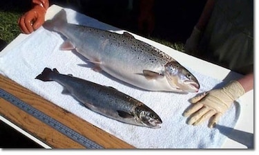 Salmón criado en Panamá será primer animal modificado genéticamente en ser vendido en Estados Unidos