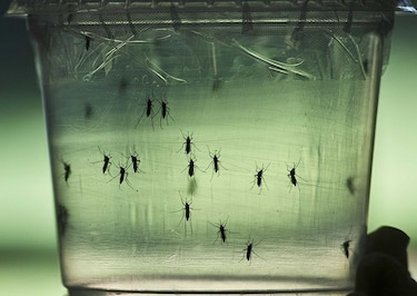 Costo del combate al zika sube a $30 millones en Florida