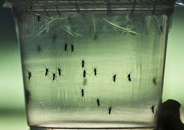 Costo del combate al zika sube a $30 millones en Florida