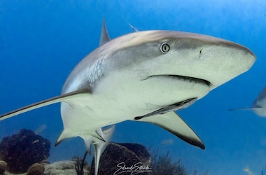 ¿Están a salvo los tiburones del Pacífico panameño? Un estudio pone la lupa sobre la pesca