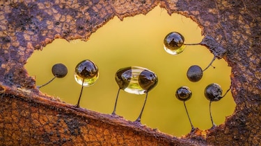 Las imágenes que muestran el microscópico y poco conocido mundo de los mohos deslizantes