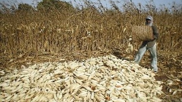 Maiceros santeños sufren bajos rendimientos