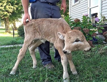 Muere en Kentucky becerra de dos caras a 108 días de nacida