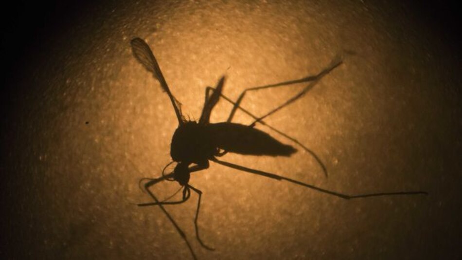 Aumentaron a 239 los casos del virus zika: Ministerio de Salud