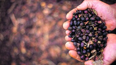 Las rutas del café en Brasil