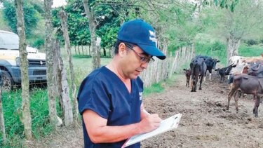 Identificarán ganado en Herrera por trazabilidad