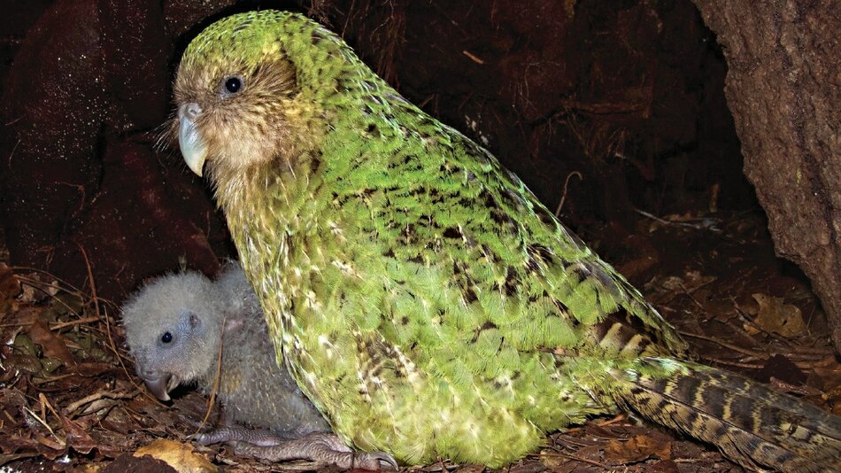 El papel ecológico clave de las especies raras bajo amenaza