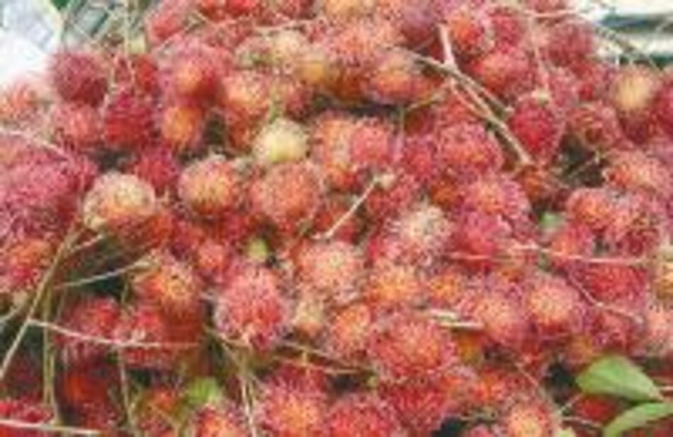 Otros habitantes: Buen año para el 'mamón chino'