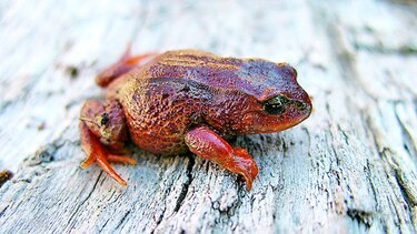 Encuentran una nueva especie de rana en Perú