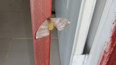 Las ocho recomendaciones ante el aumento de casos de lesiones en la piel por pelusa de mariposa