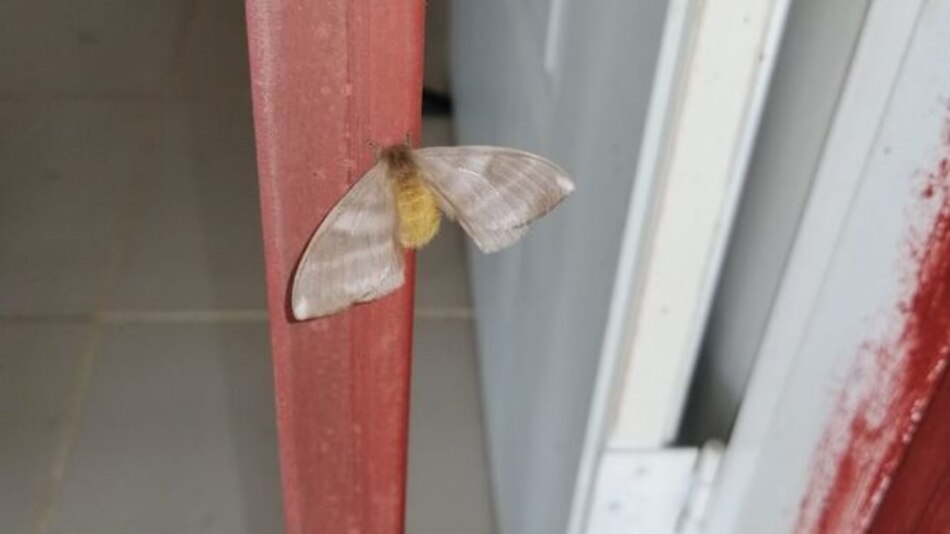 Las ocho recomendaciones ante el aumento de casos de lesiones en la piel por pelusa de mariposa