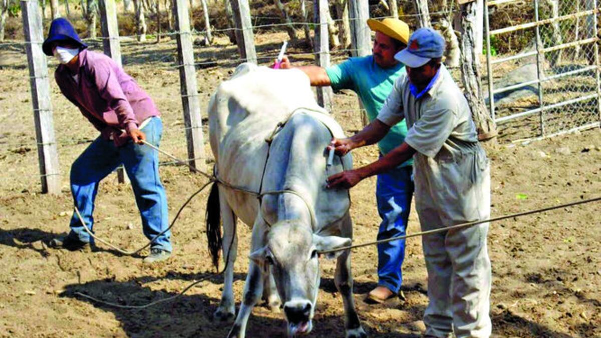Los productores deben tomar acciones preventivas para proteger su productividad agrícola y a sus animales.