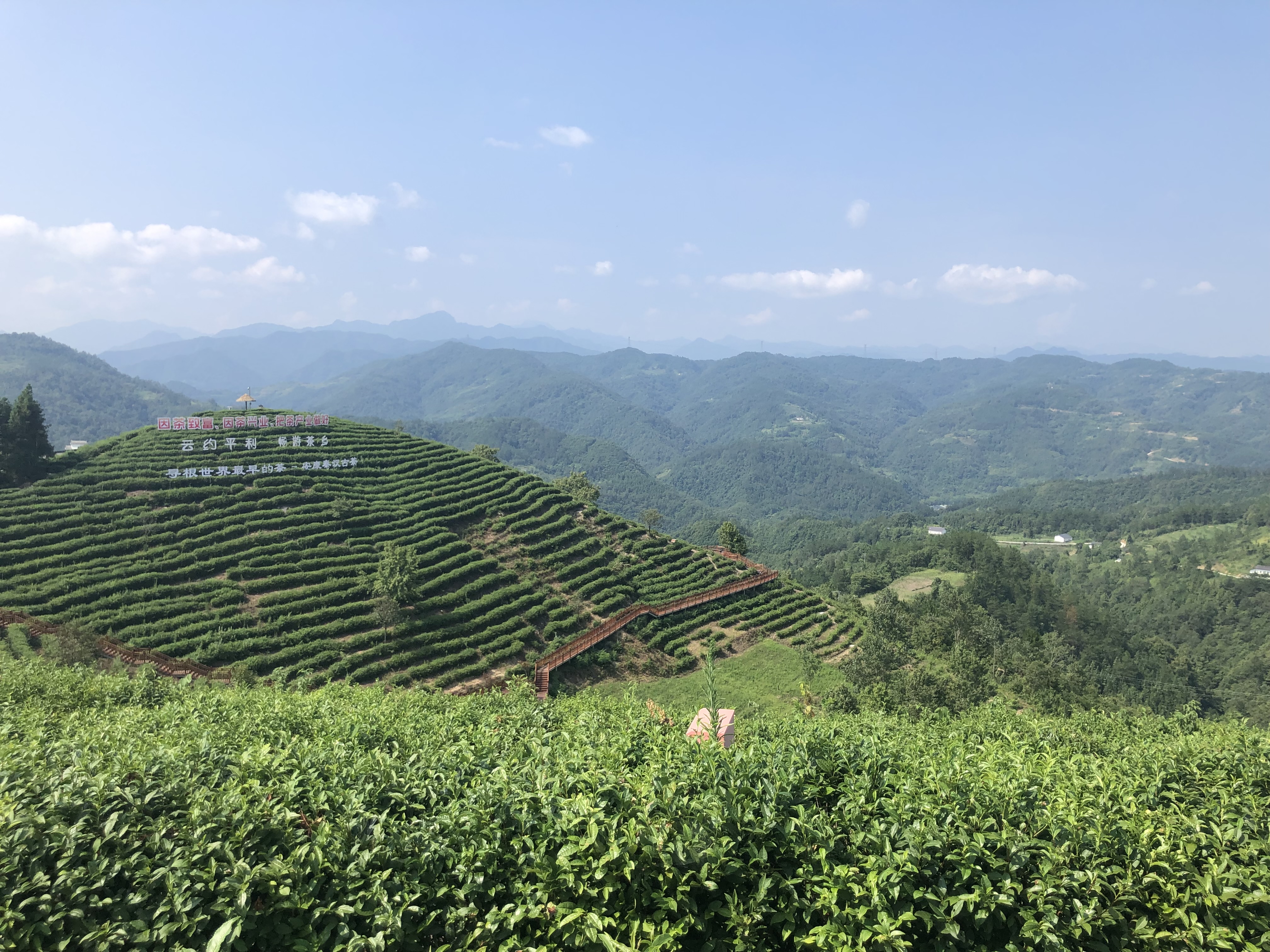 El té en China: más que una bebida, un símbolo cultural