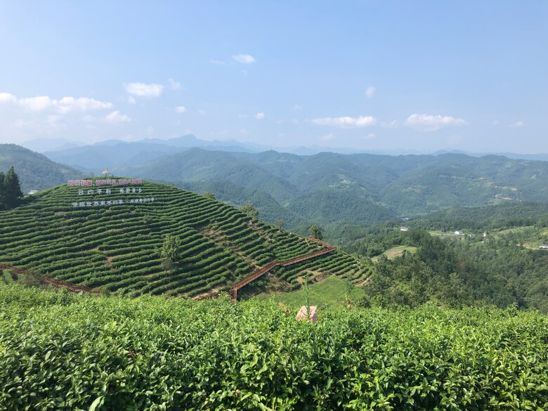 El té en China: más que una bebida, un símbolo cultural