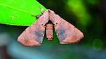 Tras las mariposas de la noche