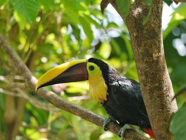 Parque Nacional Corcovado: el riesgo por el turismo que enfrenta en Costa Rica una de las reservas naturales más importantes del mundo