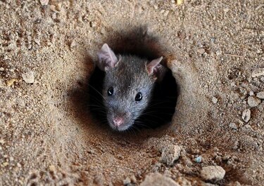 Ratones infestaron los asentamientos humanos hace 15 mil años