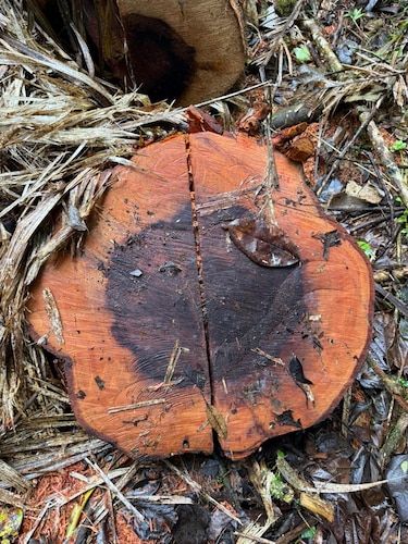 Ni el Volcán Barú se salva: detectan tala ilegal en zona protegida