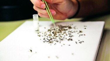 Vacunas del zika, a prueba