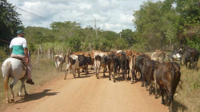 Trasladan ganado por falta de agua en Los Santos