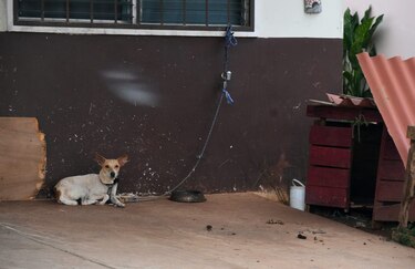 Los defensores de los animales abogan por penas de cárcel por el maltrato a mascotas  