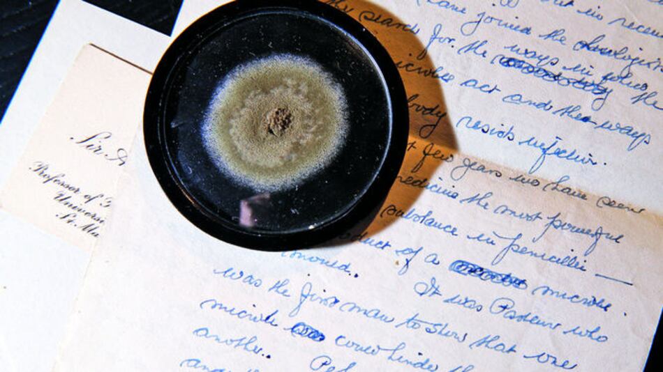 Subastan moho que usó Fleming para la penicilina
