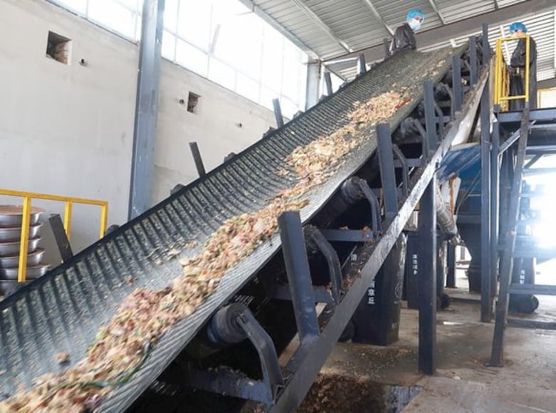 Las cucarachas que ‘trabajan’ comiendo basura