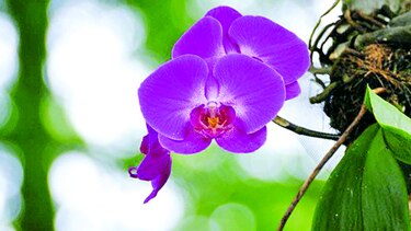 Encuentro entre orquídeas